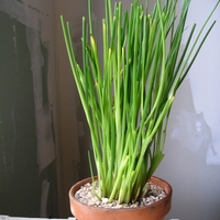 Декоративен лук ‘Christophii’ Allium cristophii