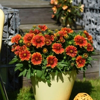 Гайлардия Gaillardia aristata