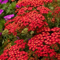 Ахилея (равнец) Achillea spp.