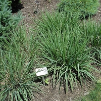 Ерагростис (тревица) Eragrostis spp.