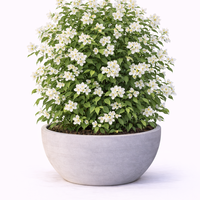 Филаделфус (чубушник) Philadelphus coronarius