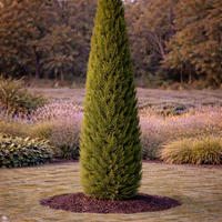 Италиански кипарис Cupressus sempervirens