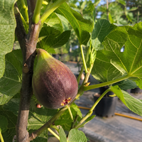 Смокиня 'Ficus carica'