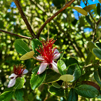 Фейхоа  'Feijoa sellowiana'