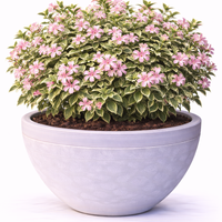 Вейгела ‘Variegata’ Weigela florida ‘Variegata’