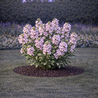 Шибой Matthiola incana