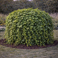 Бръшлян Hedera helix