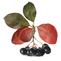 Арония	Аronia macrocarpa