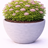 Спирея ‘Little Princess’ Spiraea japonica ‘Little Princess’