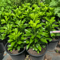 Пахизандра 'Pachysandra terminalis'