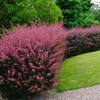 Берберис Тунберг ‘Aurea’ Berberis thunbergii ‘Aurea’
