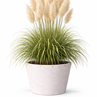 Кортадерия (пампасна трева) Cortaderia selloana