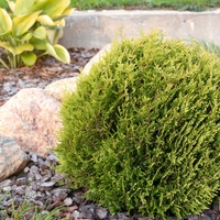 Туя Теди  Thuja occ. 