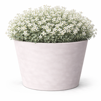 Церастиум (сребърна тревичка) Cerastium tomentosum