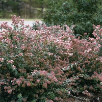 Абелия (голямоцветна) Abelia × grandiflora