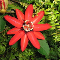 Кампсис (текомa) Tecoma radicans