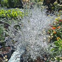 Сребриста цинерария 'Senecio cineraria'