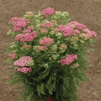 Ахилея (равнец) Achillea spp.