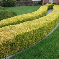 Лигуструм пъстролистен Ligustrum ovalifolium ‘Aureovariegatum’