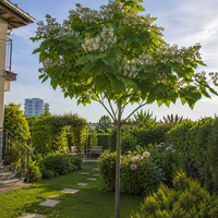 Обикновена каталпа 'Catalpa bignonioides'