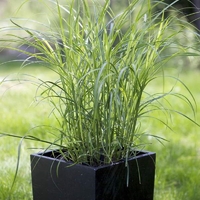 Кортадерия (пампасна трева) Cortaderia selloana