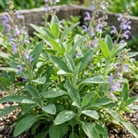 Салвия (градински чай) Salvia officinalis / Salvia officinalis Albovariegata