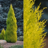 Макрокарпус кипарис ‘Wilma’ Cupressus macrocarpa ‘Wilma’