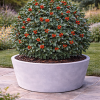 Джел ‘Blue Angel’ Ilex × meserveae ‘Blue Angel’