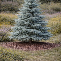 Кедър атласки ‘Glauca’ Cedrus atlantica ‘Glauca’