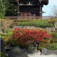 Дюля декоративна ‘Pink Lady’ Chaenomeles japonica ‘Pink Lady’