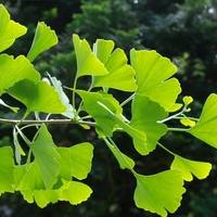 Гинко билоба Ginkgo biloba