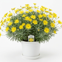 Еуриопс 'Euryops pectinatus'