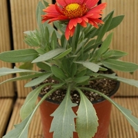 Гайлардия Gaillardia aristata