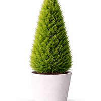 Лейландов кипарис Cupressocyparis leylandii