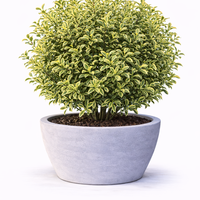 Лигуструм пъстролистен Ligustrum ovalifolium ‘Aureovariegatum’