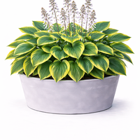 Хоста Hosta spp.