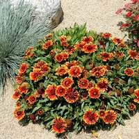 Гайлардия Gaillardia aristata