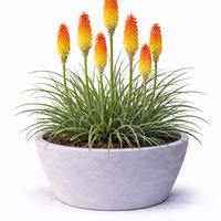 Книфофия Kniphofia uvaria