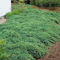 Хвойна хоризонтална ‘Prince of Wales’ Juniperus horizontalis ‘Prince of Wales’