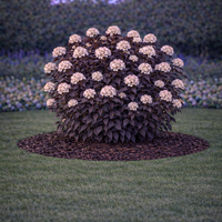 Физокарпус (пурпурен храст) Physocarpus opulifolius