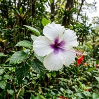 Хибискус Hibiscus syriacus