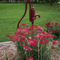 Ахилея (равнец) Achillea spp.