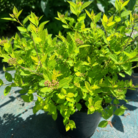 Спирея ‘Little Princess’ Spiraea japonica ‘Little Princess’