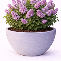 Люляк обикновен Syringa vulgaris