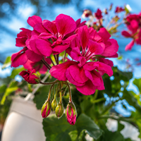 Мушкато  'Pelargonium spp.'