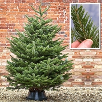 Нордманова ела Abies nordmanniana