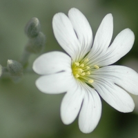 Церастиум (сребърна тревичка) Cerastium tomentosum