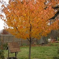 Японска вишна ‘Kanzan’ Prunus serrulata ‘Kanzan’