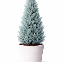 Аризонски кипарис Cupressus arizonica