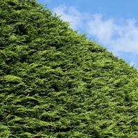 Лъжекипарис лейланд	Chamaecyparis leilandii